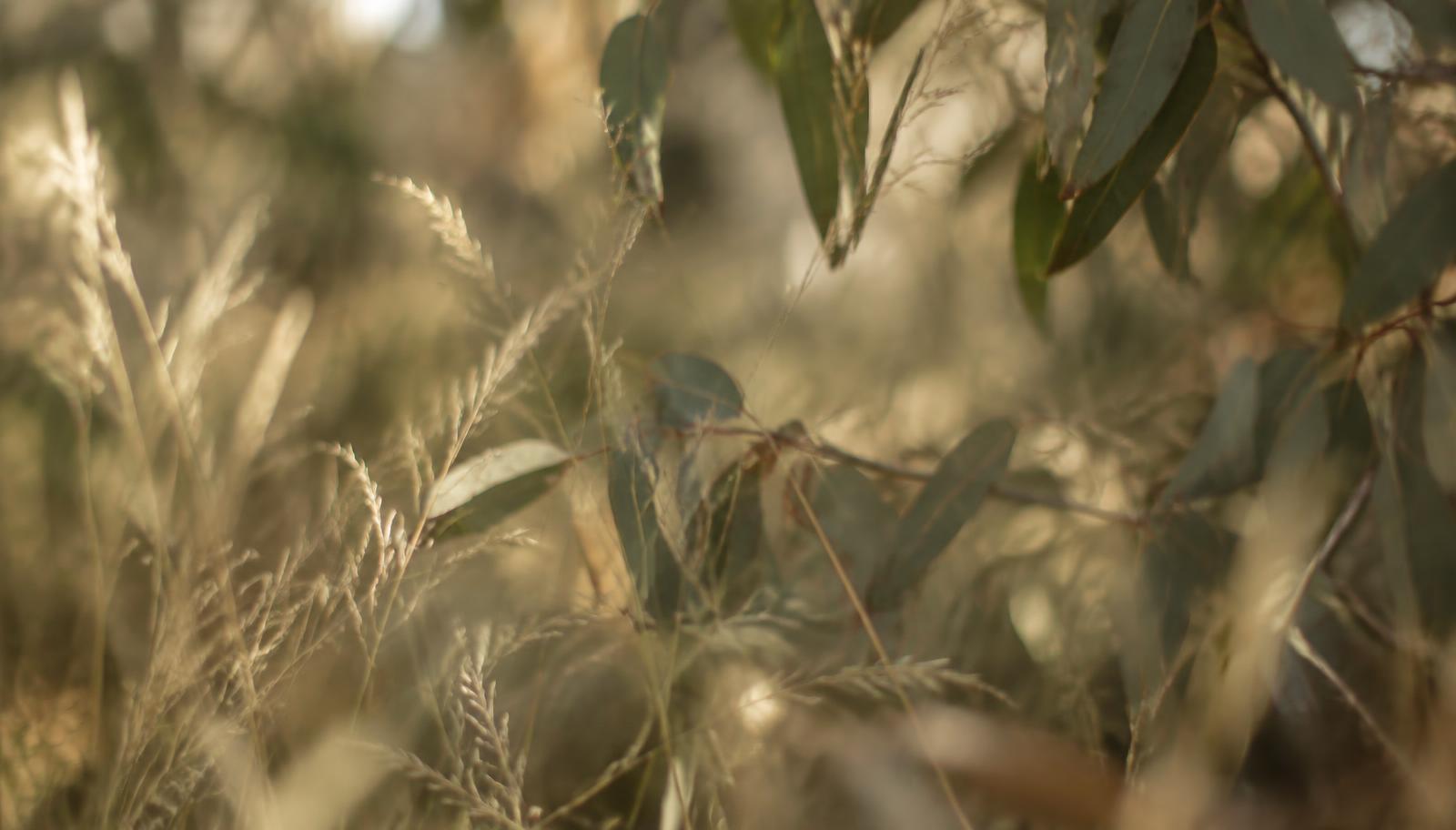 Southern Highlands bush texture in afternoon light